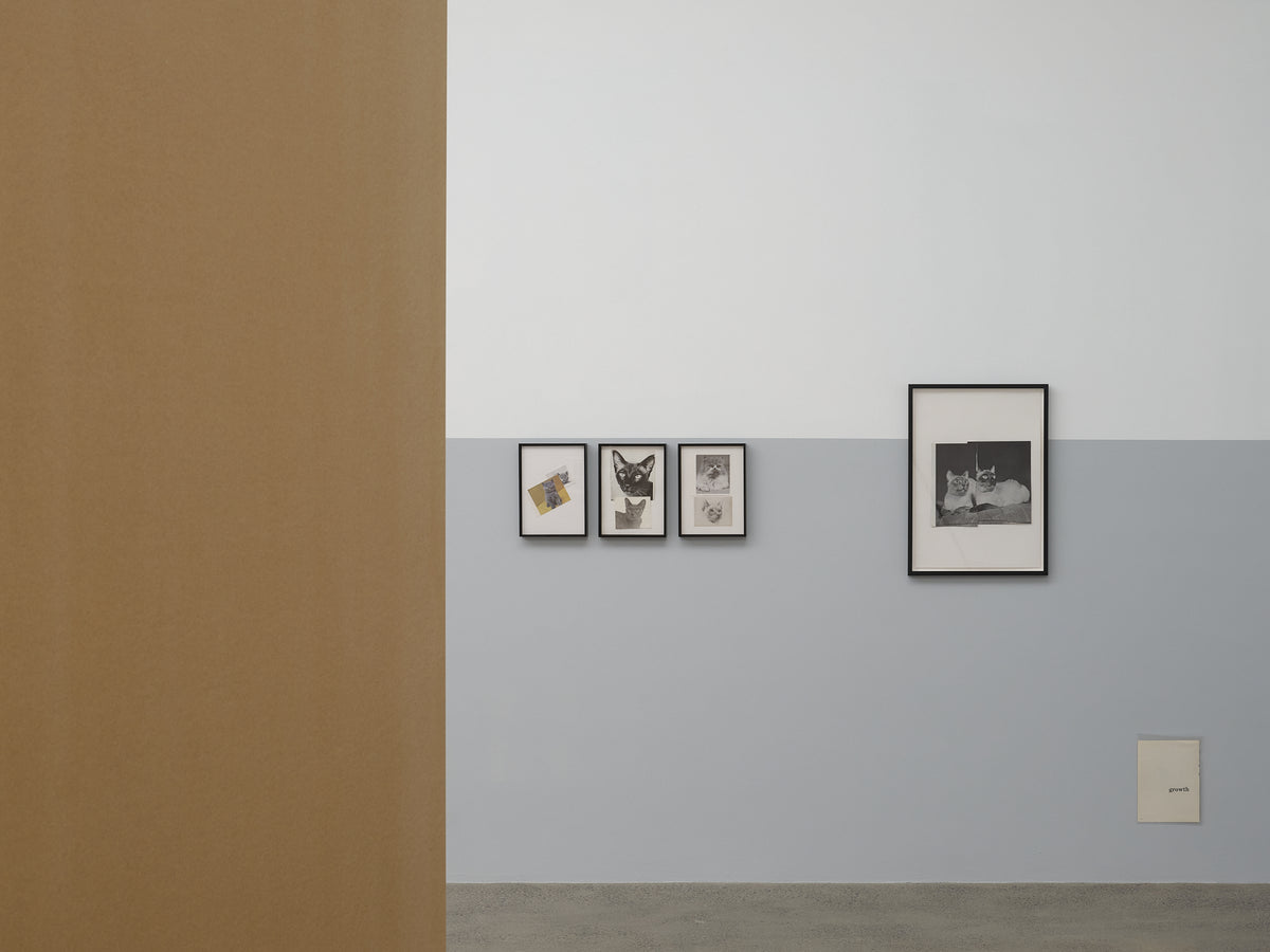 Ava Seymour: Domestic Wild exhibition photo