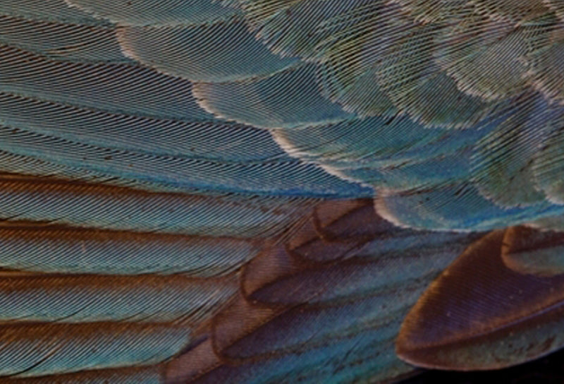 Denise Bachelor: Silent Wings