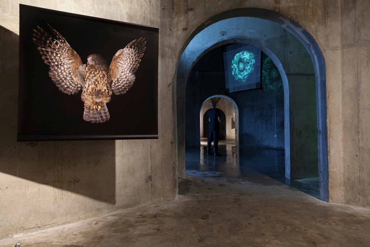 The Exquisite Wound exhibition photo