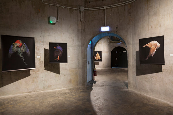 The Exquisite Wound exhibition photo