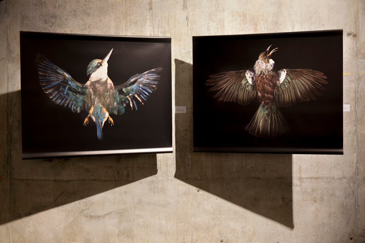 The Exquisite Wound exhibition photo