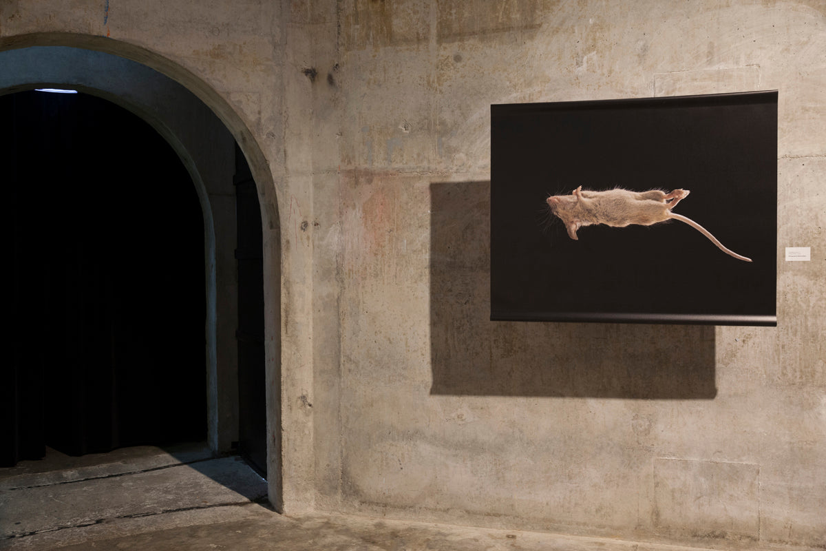 The Exquisite Wound exhibition photo