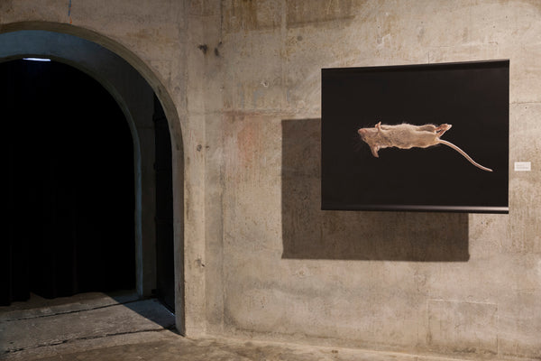 The Exquisite Wound exhibition photo