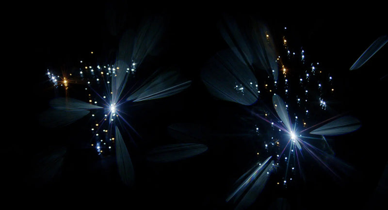 Film Programme | Night Carries the Future