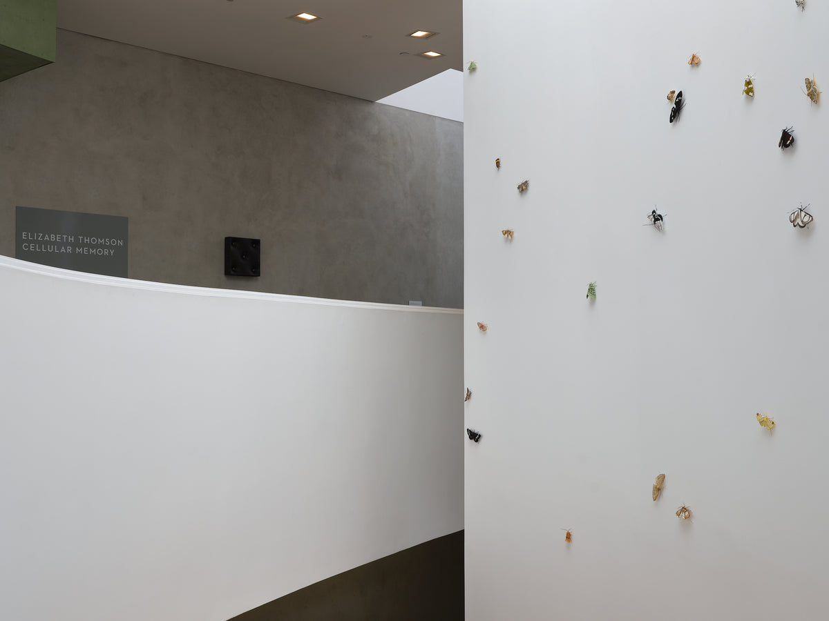 Elizabeth Thomson: Cellular memory exhibition photo