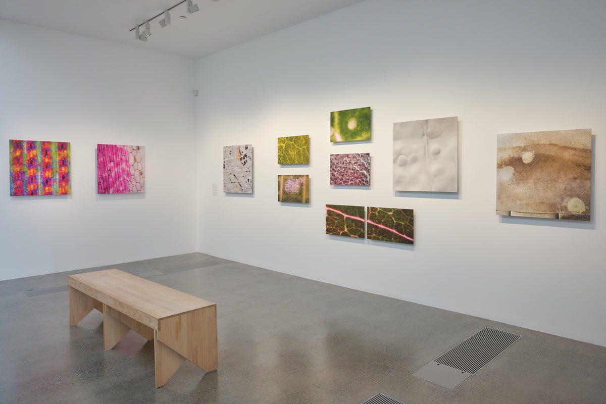 Elizabeth Thomson: Cellular memory exhibition photo