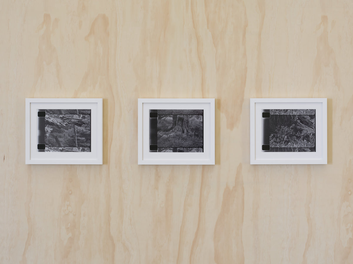 | Photosynthesisers: Women and the lens exhibition photo