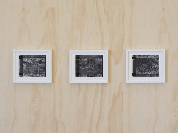| Photosynthesisers: Women and the lens exhibition photo
