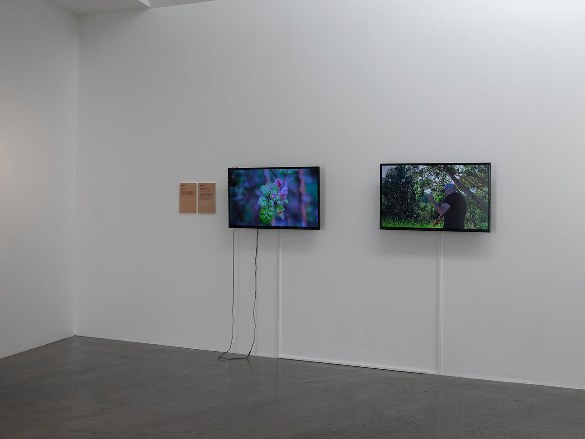 Ihirangaranga / Resonances of the Forest: Toi Taiao Whakatairanga exhibition photo