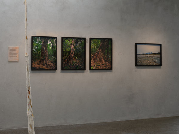 Ihirangaranga / Resonances of the Forest: Toi Taiao Whakatairanga exhibition photo