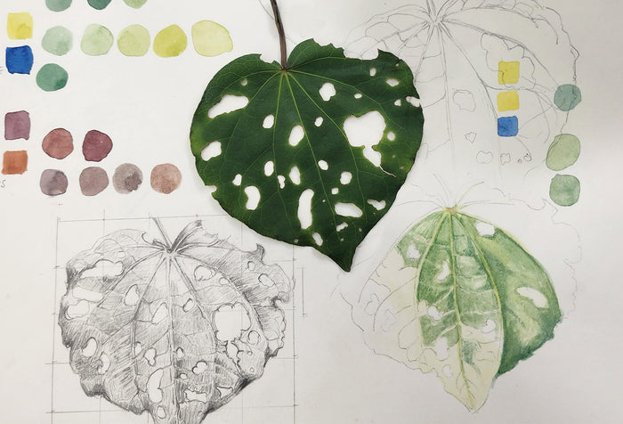 Explore Botanical Watercolours with Jennifer Duval-smith Term 3