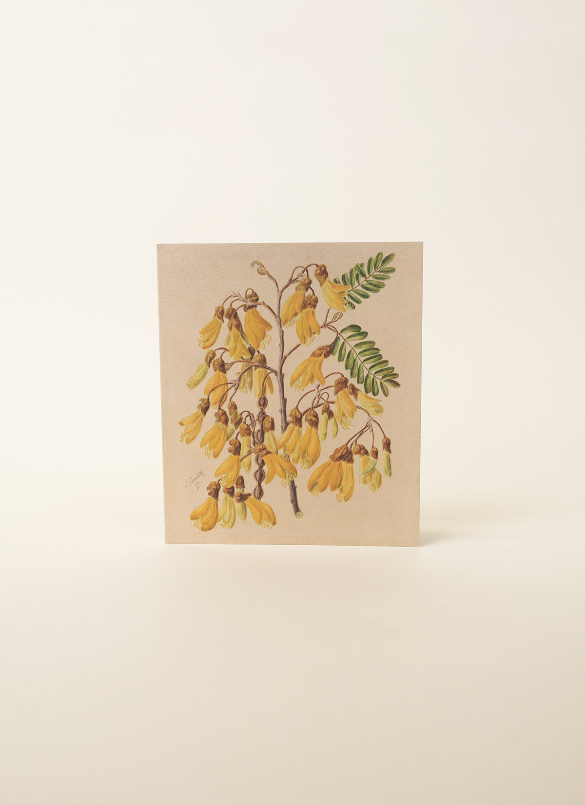 Sarah Featon Yellow Kōwhai Card