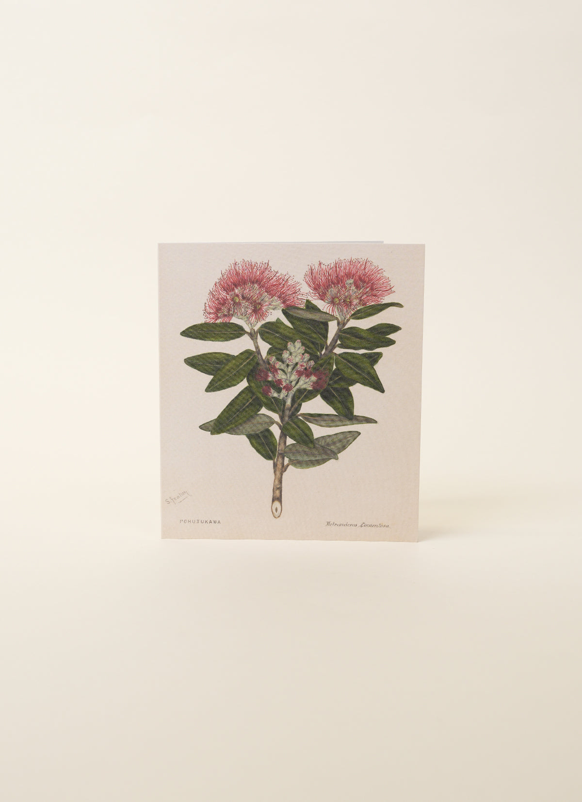 Sarah Featon, Pōhutukawa Card