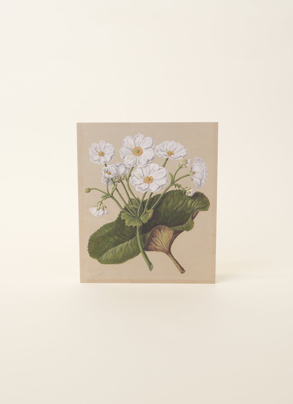 Sarah Featon, Mount Cook Lily Card