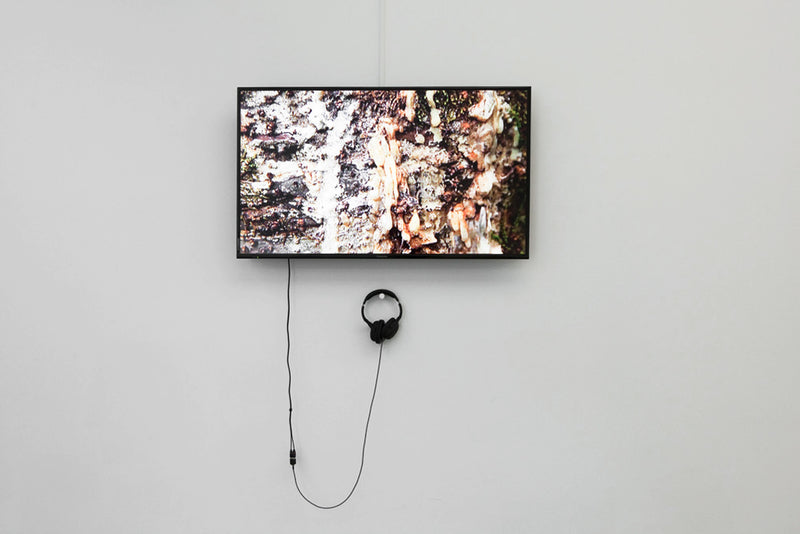 The Kauri Project: A Delicate Balance