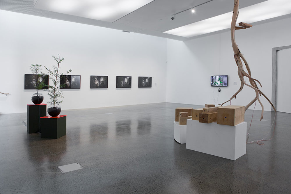 The Kauri Project: A Delicate Balance exhibition photo